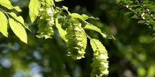 Carpe de Carolina (Carpinus caroliniata)