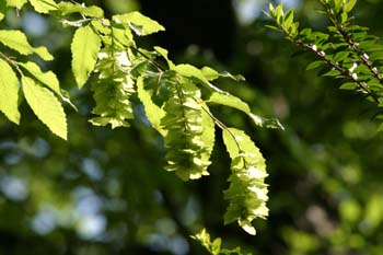 Carpe de Carolina (Carpinus caroliniata)