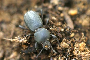 Tenebriónido (Scaurus sp.)