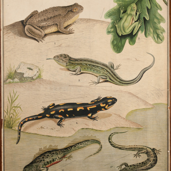 IES_CARDENALCISNEROS_ZOOLOGIA_I_LAMINAS_005