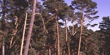 Pino silvestre - Bosque (Pinus sylvestris)