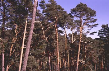 Pino silvestre - Bosque (Pinus sylvestris)