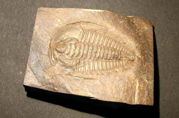 Phalotapsis sp. (Trilobites) Cámbrico