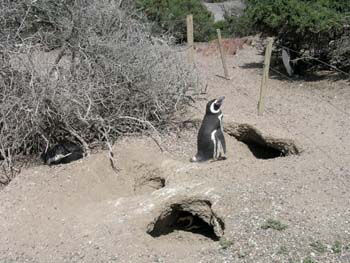 Pingüinos de Magallanes, Argentina