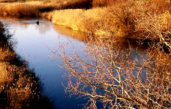 Animal bañándose en un río