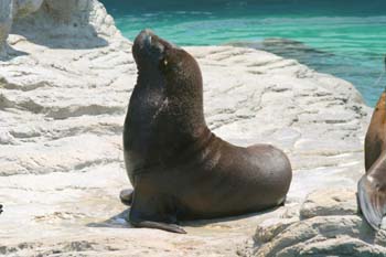 León marino (Otaria byronia)