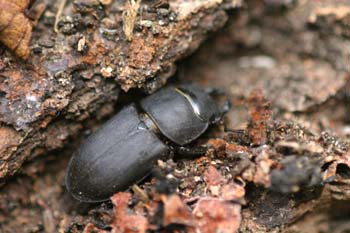Ciervo volador menor (Dorcus parallelopipedus)