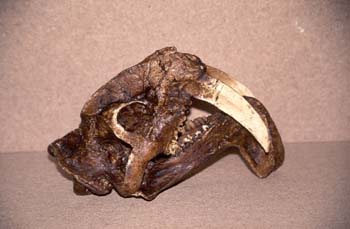 Thylacosmilus (Mamífero-Felino) Pleistoceno