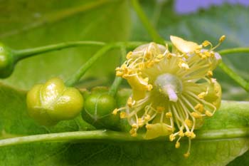 Tilo común - Flores (Tilia platyphyllos)