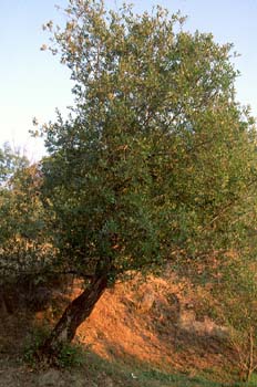 Sauce blanco- Porte (Salix alba)