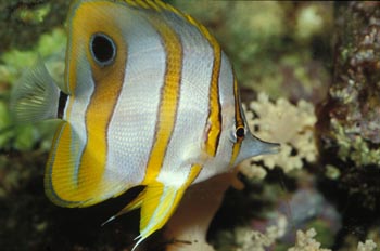 Pez mariposa de hocico largo (Chelmon sp)