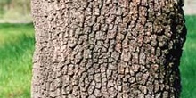 Fresno de hoja estrecha - Tronco (Fraxinus angustifolia)