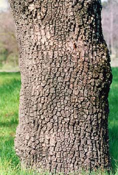 Fresno de hoja estrecha - Tronco (Fraxinus angustifolia)