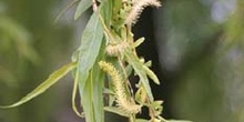 Sauce llorón - Hojas (Salix babylonica)