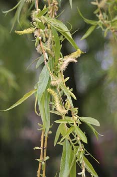 Sauce llorón - Hojas (Salix babylonica)