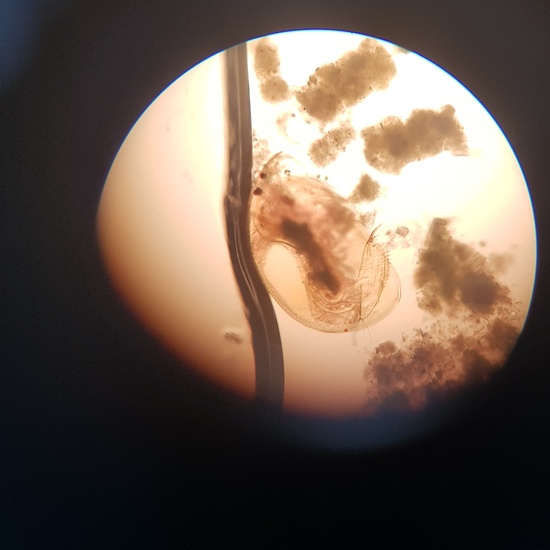 Imágenes de pulga de agua (Daphnia pulex) 2
