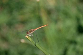 Libélula flecha roja (Sympetrum sanguineum)