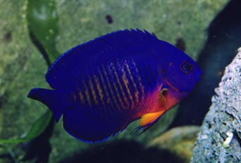 Pez angel enano (Centropyge bispinosus)