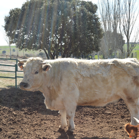 GRANJA ESCUELA ALBITANA 2018 3