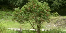 Saúco rojo - Porte (Sambucus racemosa)