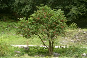 Saúco rojo - Porte (Sambucus racemosa)