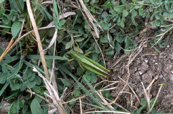 Saltamontes verde (Chorthippus parallelus)