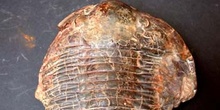 Asaphellus cianus (Trilobites) Ordovícico