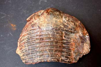 Asaphellus cianus (Trilobites) Ordovícico