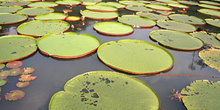 Victoria regia nenufares, Jardín botánico, Java, Indonesia
