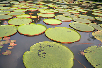Victoria regia nenufares, Jardín botánico, Java, Indonesia