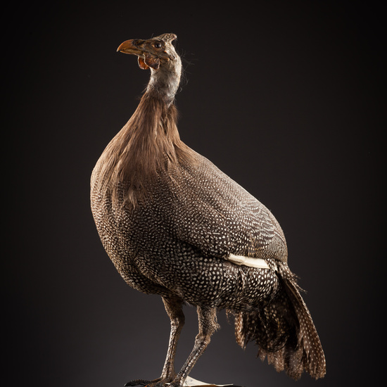 IES_SANISIDRO_BIOLOGIA_352