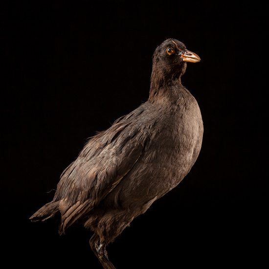 IES_SANISIDRO_BIOLOGIA_013