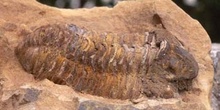 Calymene tristani (Trilobites) Ordovícico