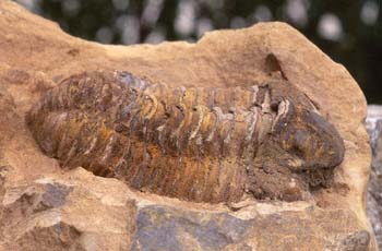 Calymene tristani (Trilobites) Ordovícico