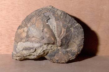 Nautiloideo (Nautilus) Ordovícico