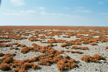 Mar de líquenes, Namibia