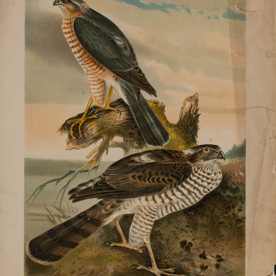 IES_CARDENALCISNEROS_AVES_LAMINAS_197