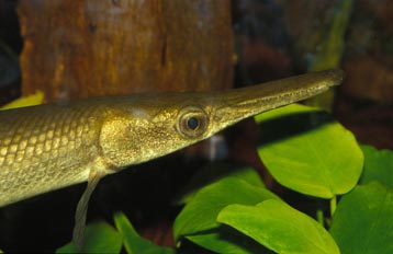 Pez cocodrilo (Atractosteus sp.)