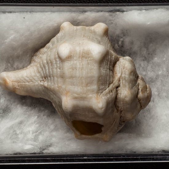 IES_ISABELLACATOLICA_BIOLOGIA_261