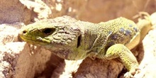 Lagarto ocelado (Lacerta lepida)