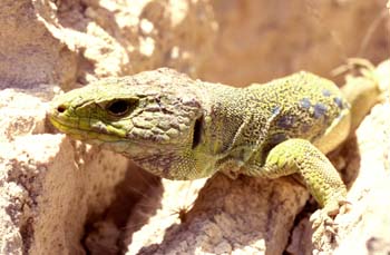 Lagarto ocelado (Lacerta lepida)