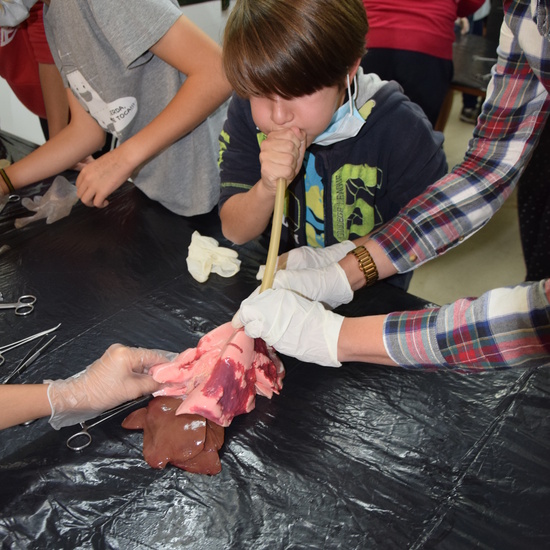 2016_12_02_Diseccion de corazon y pulmones_Sexto 27