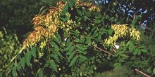 árbol del cielo - Hoja (Ailanthus altissima)