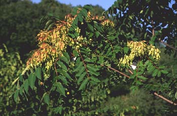 árbol del cielo - Hoja (Ailanthus altissima)