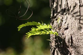 Acacia de tres espinas - Hoja (Gleditsia triacanthos)