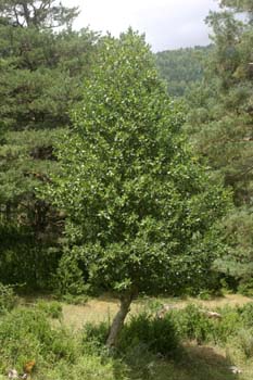 Acebo - Porte (Ilex aquifolium)