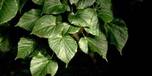 Tilo (Tilia sp.)