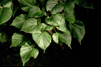 Tilo (Tilia sp.)