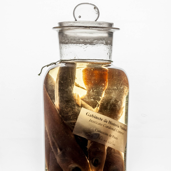 IES_CARDENALCISNEROS_CIENCIASNATURALES_404