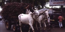 Carro de bueyes por las calles de Agra, Agra, India